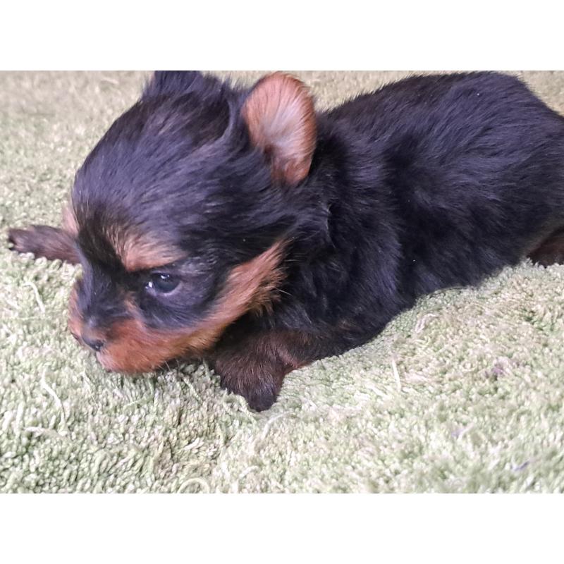 成約済の愛知県のヨークシャーテリア-443110の7枚目