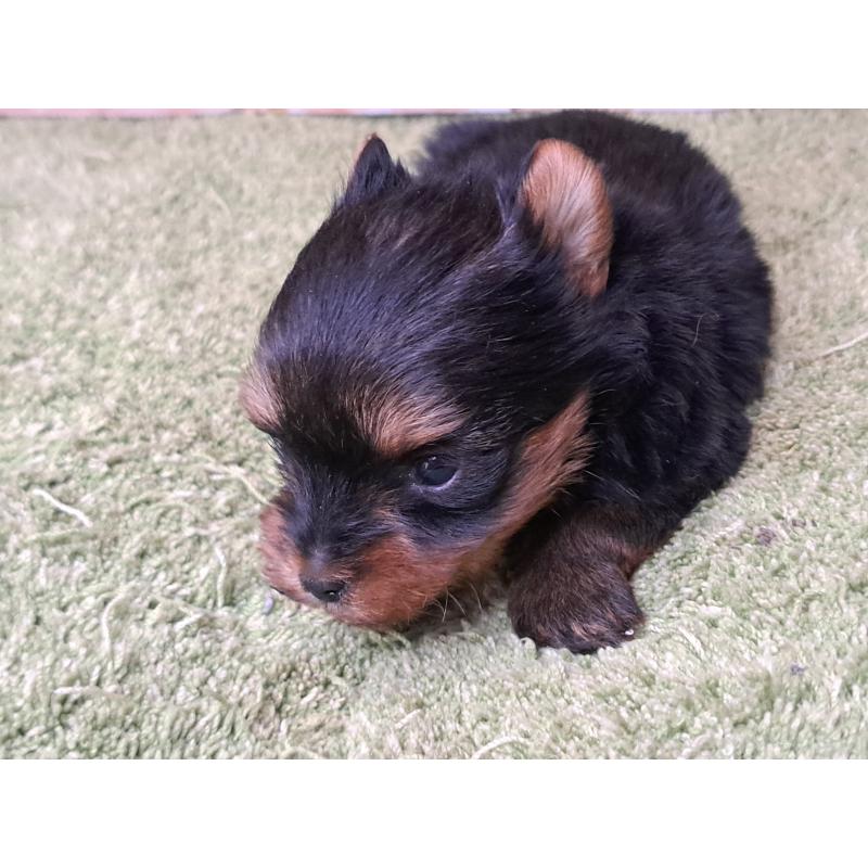 成約済の愛知県のヨークシャーテリア-443110の6枚目