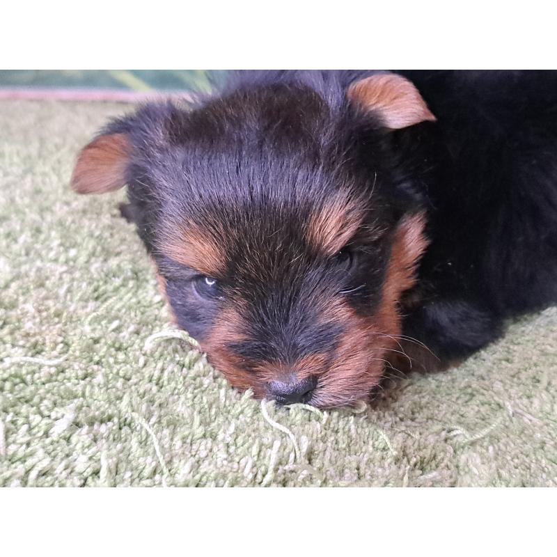 成約済の愛知県のヨークシャーテリア-443111の16枚目