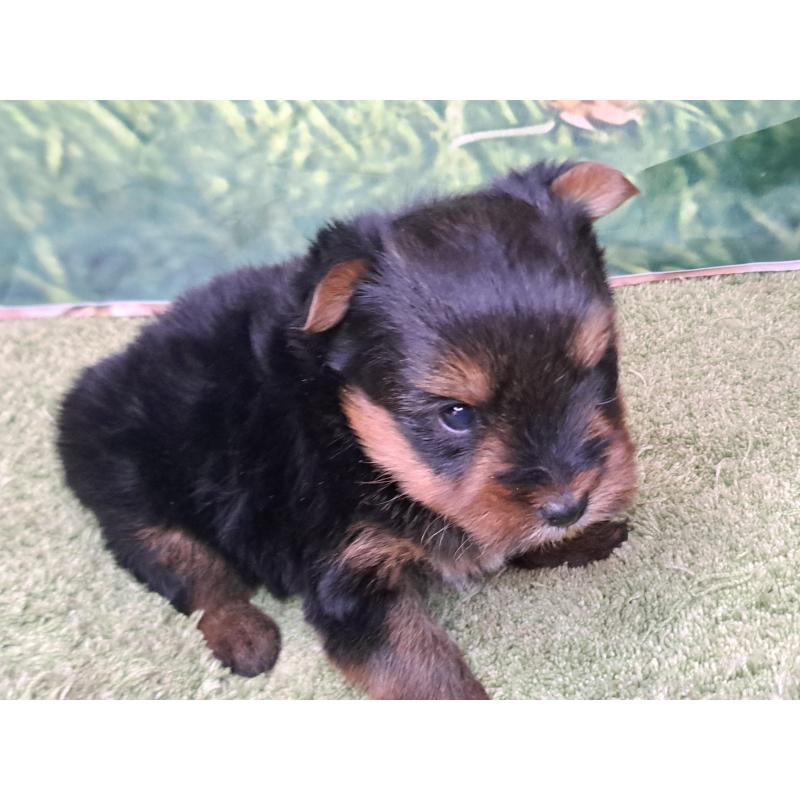 成約済の愛知県のヨークシャーテリア-443111の15枚目