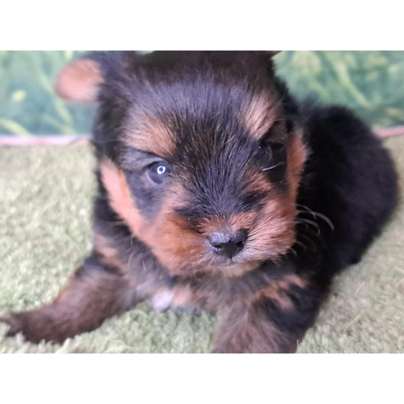 成約済の愛知県のヨークシャーテリア-443111の14枚目