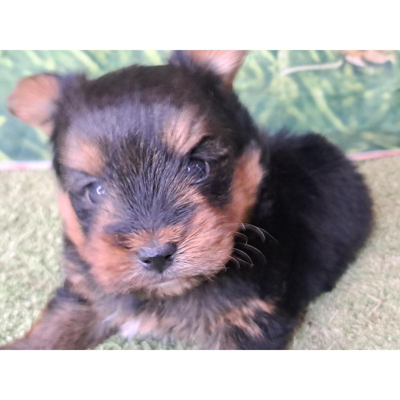 成約済の愛知県のヨークシャーテリア-443111の13枚目