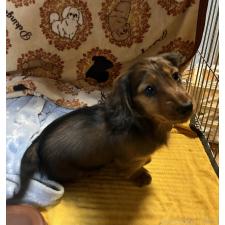 ♀︎ミニチュアダックスフンド(ロングヘアード)