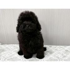 ♀︎ティーカッププードル