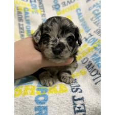 ♀︎チワプー:チワワ×トイプードル