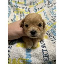 ♀︎チワプー:チワワ×トイプードル