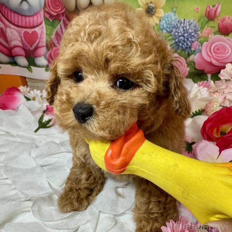 成約済の広島県のトイプードル-440242の5枚目