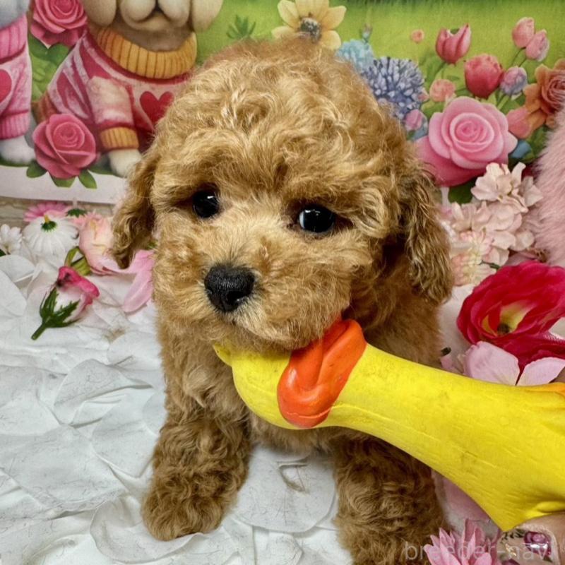 成約済の広島県のトイプードル-440242の4枚目