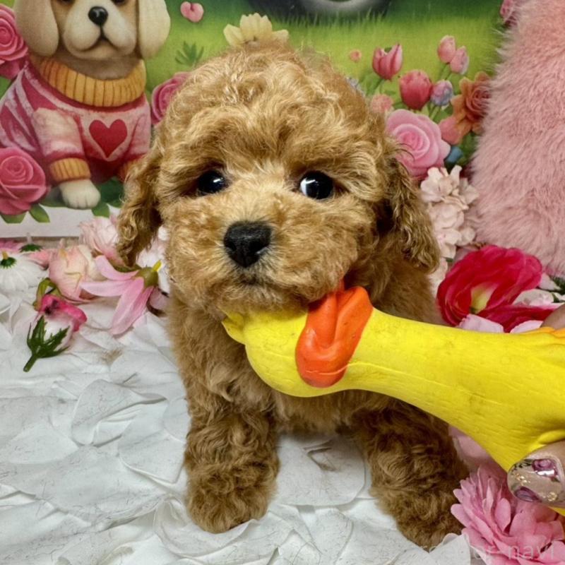 成約済の広島県のトイプードル-440242の3枚目