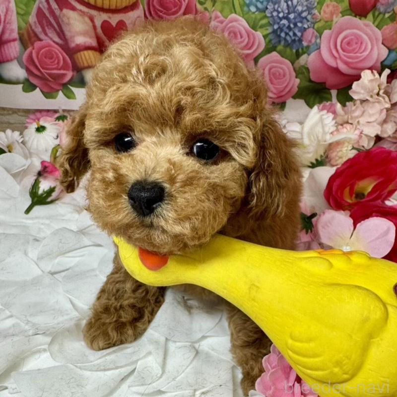 成約済の広島県のトイプードル-440242の2枚目