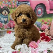 ♀︎トイプードル