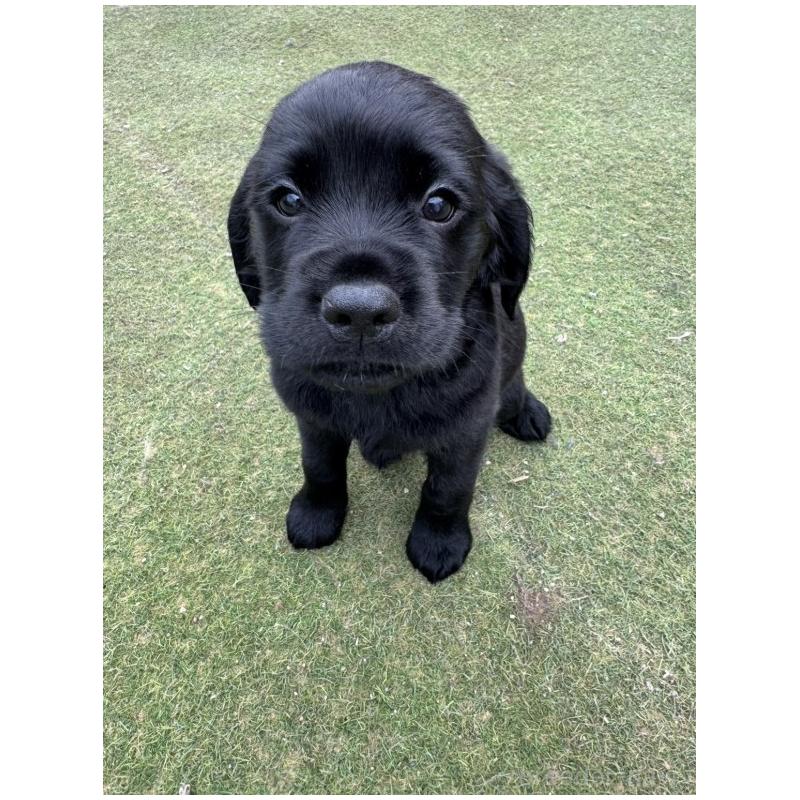 成約済の三重県のミックス犬-434917の2枚目