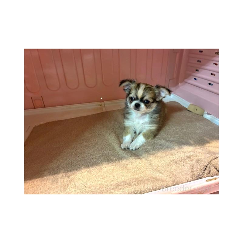 成約済の東京都のチワワ(ロングコート)-441439の2枚目