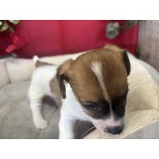 ♀︎ジャックラッセルテリア