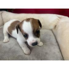 ♀︎ジャックラッセルテリア