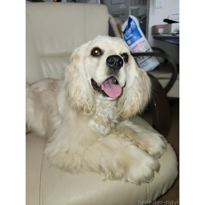 犬舎紹介の滋賀県の犬舎紹介-3853の5枚目