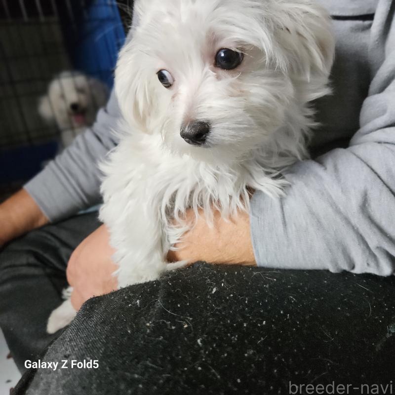 販売中の愛知県のチワマル:チワワ×マルチーズ-432436の2枚目