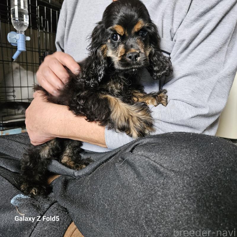 販売中の愛知県のアメリカンコッカースパニエル-443092の2枚目