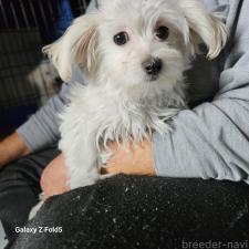 ♀︎チワマル:チワワ×マルチーズ