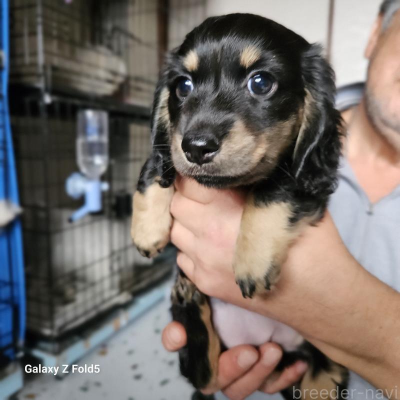 販売中の愛知県のミニチュアダックスフンド(ロングヘアード)-442872の6枚目