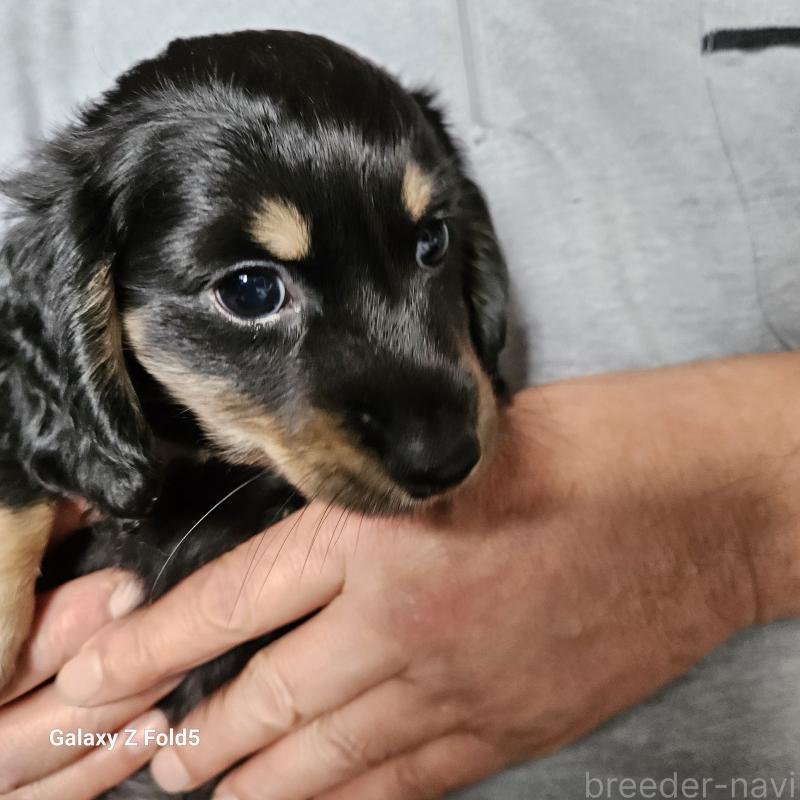 販売中の愛知県のミニチュアダックスフンド(ロングヘアード)-442872の5枚目