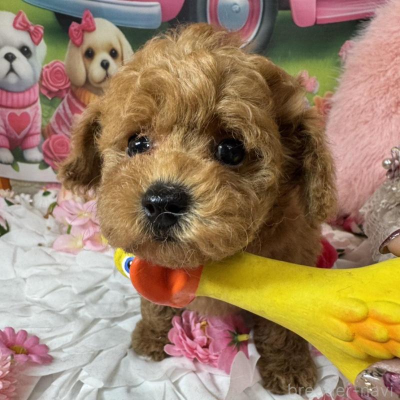 成約済の広島県のトイプードル-440244の5枚目