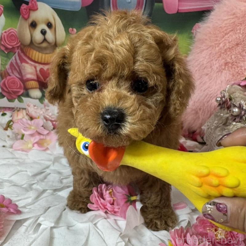 成約済の広島県のトイプードル-440244の4枚目