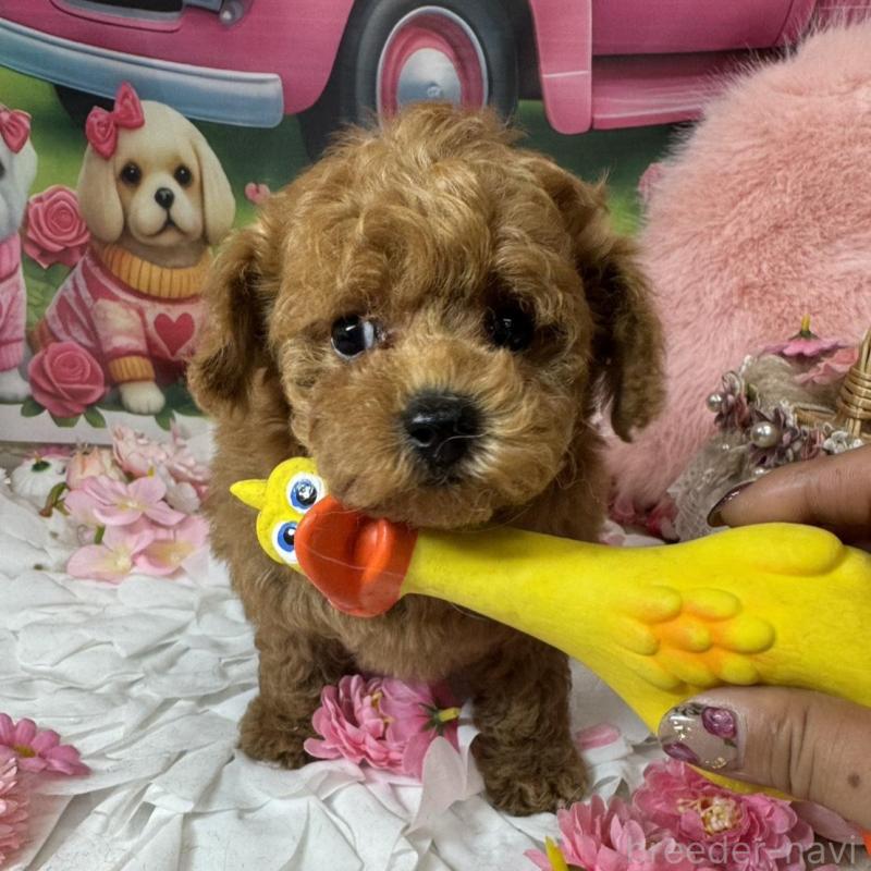 成約済の広島県のトイプードル-440244の2枚目