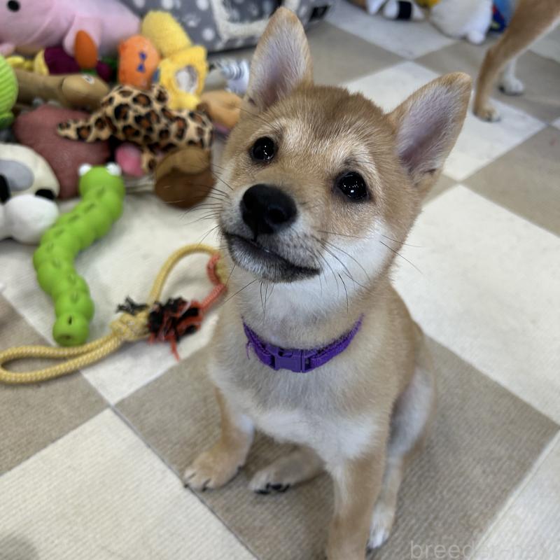 成約済の鹿児島県の豆柴-432162の5枚目