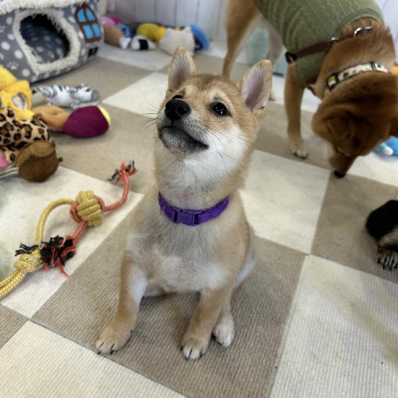 成約済の鹿児島県の豆柴-432162の4枚目