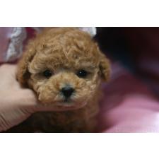 ♀︎タイニープードル