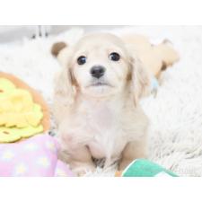 ♀︎ミニチュアダックスフンド(ロングヘアード)