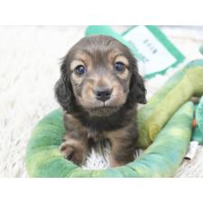 ♀︎ミニチュアダックスフンド(ロングヘアード)