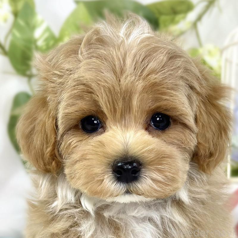 ♂︎マルプー:マルチーズ×トイプードル