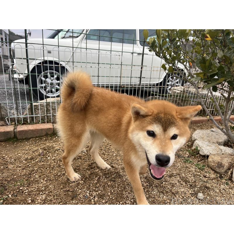 成約済の岡山県の柴犬-403108の5枚目