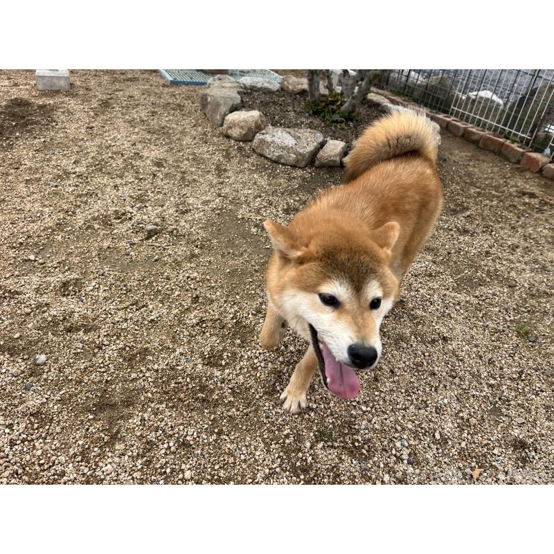成約済の岡山県の柴犬-403108の4枚目