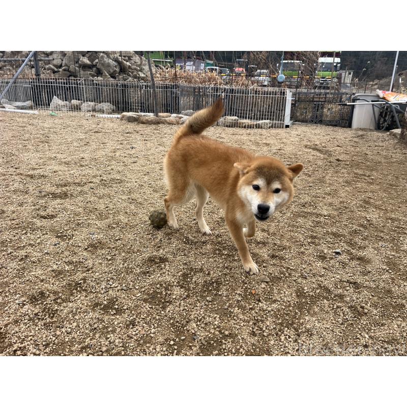 成約済の岡山県の柴犬-403108の3枚目