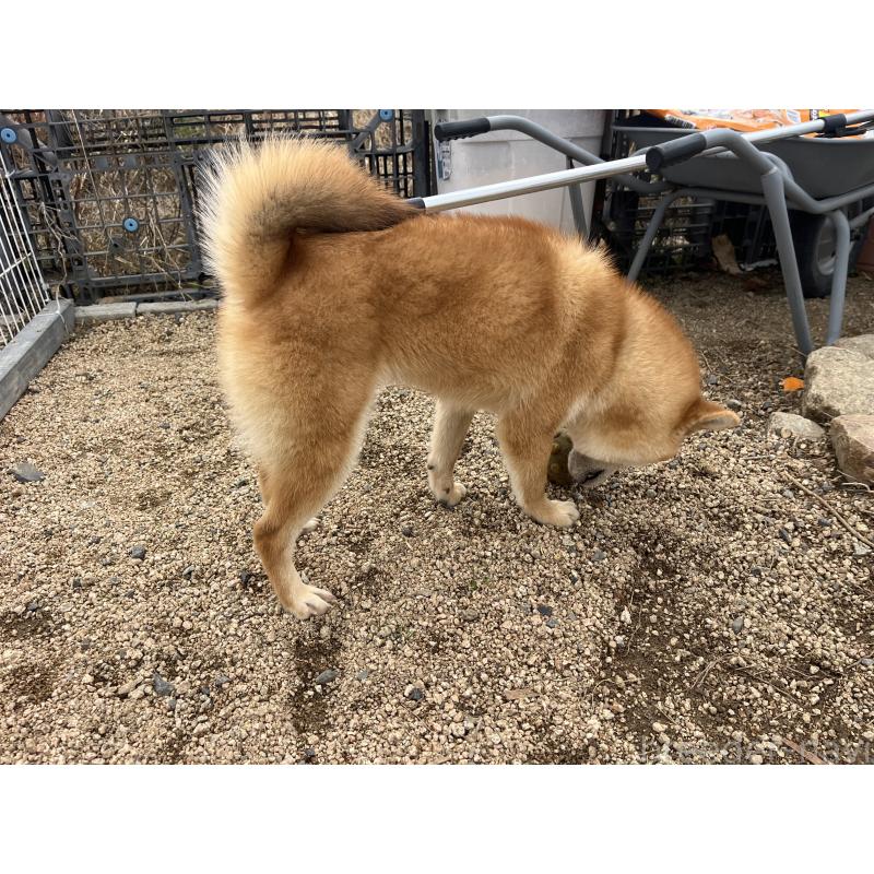 成約済の岡山県の柴犬-403108の2枚目