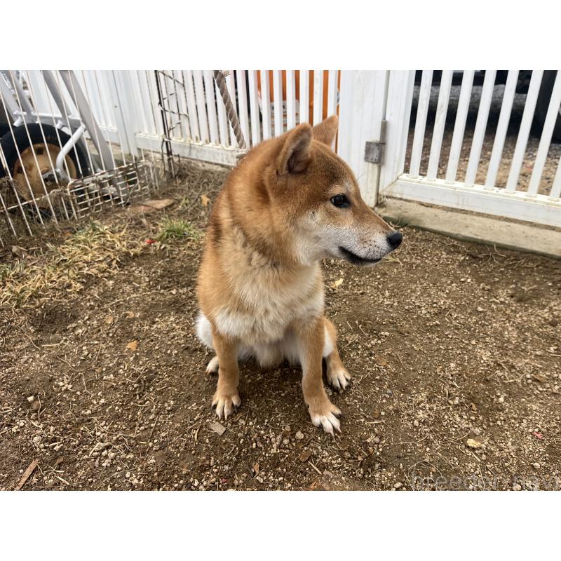 販売中の岡山県の柴犬-403114の5枚目