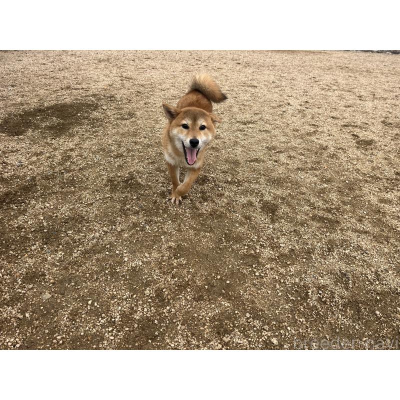 販売中の岡山県の柴犬-403114の4枚目