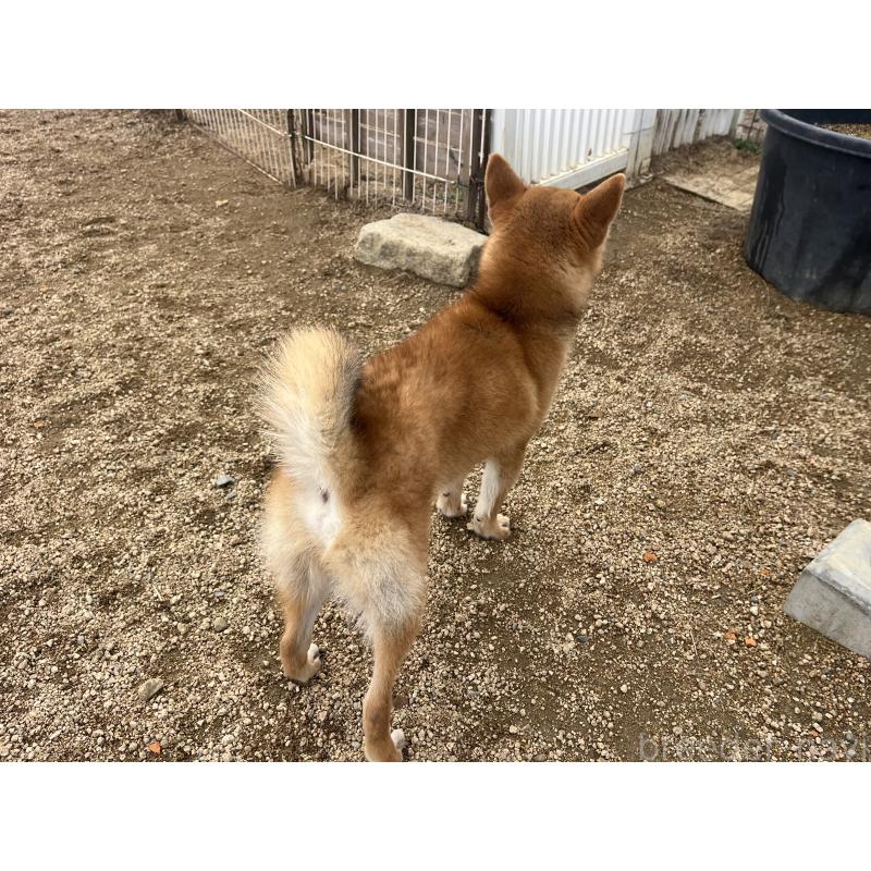 販売中の岡山県の柴犬-403114の2枚目