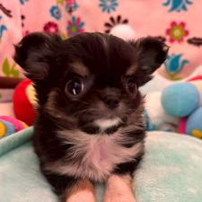 ♀︎チワワ(ロングコート)