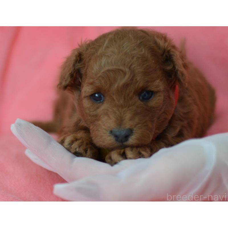 成約済の埼玉県のタイニープードル-443093の23枚目