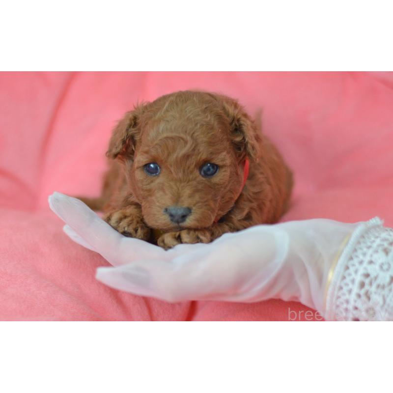 成約済の埼玉県のタイニープードル-443093の22枚目