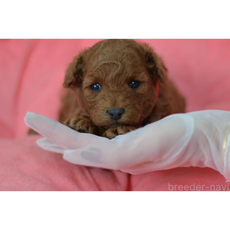 成約済の埼玉県のタイニープードル-443093の21枚目