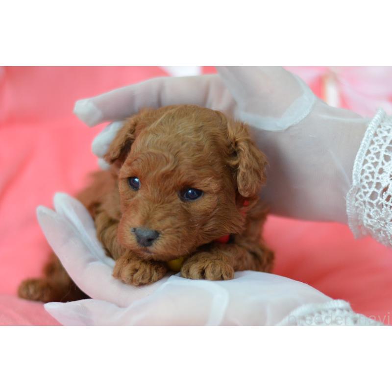 成約済の埼玉県のタイニープードル-443093の20枚目