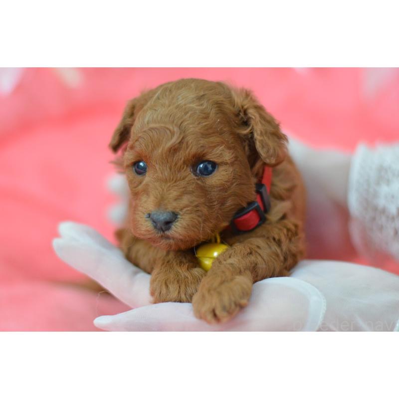 成約済の埼玉県のタイニープードル-443093の19枚目