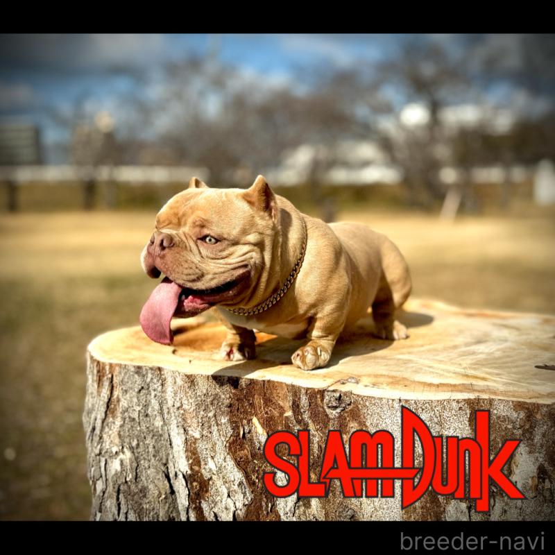 犬舎紹介の愛媛県の犬舎紹介-5284の2枚目