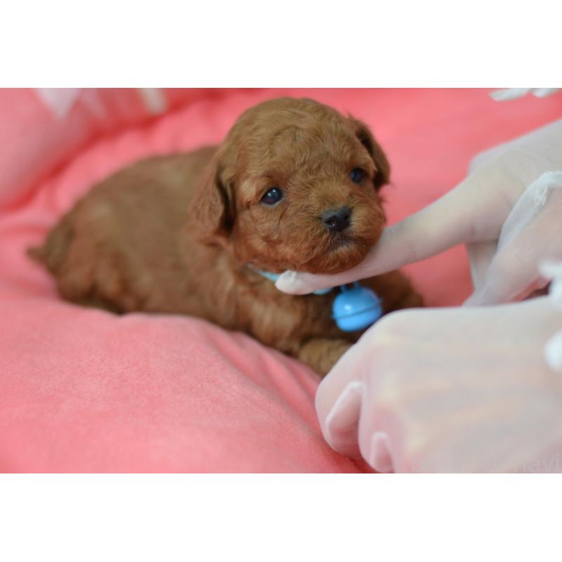 成約済の埼玉県のタイニープードル-442957の19枚目