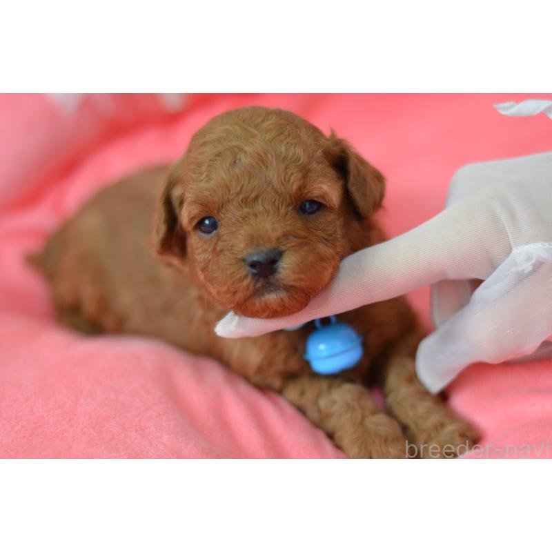 成約済の埼玉県のタイニープードル-442957の18枚目